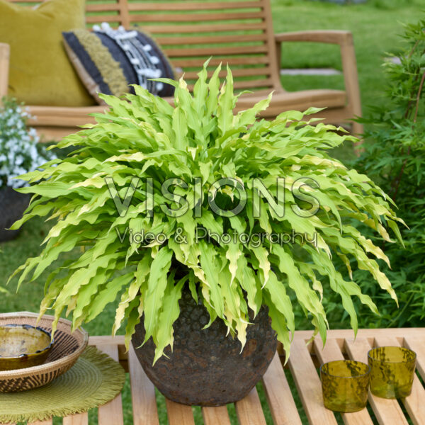 Hosta Party Streamers Hosta Party Streamers
