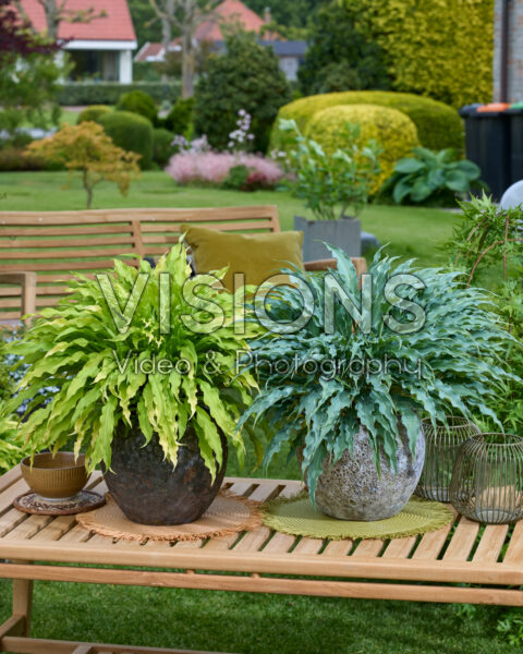 Hosta Party Streamers, Silly String Hosta Party Streamers, Silly String