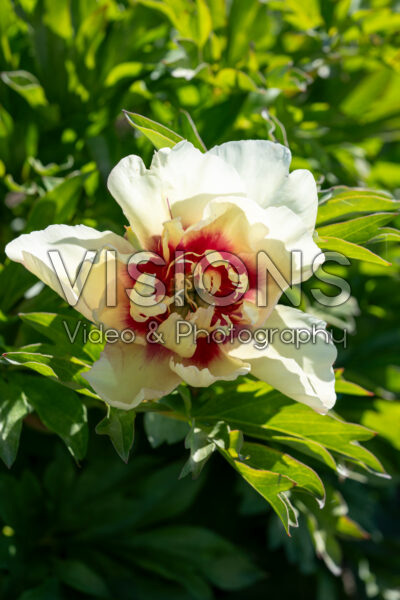 Paeonia Callie's Memory Paeonia Callie's Memory