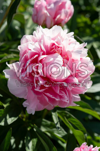 Paeonia Early Flamingo