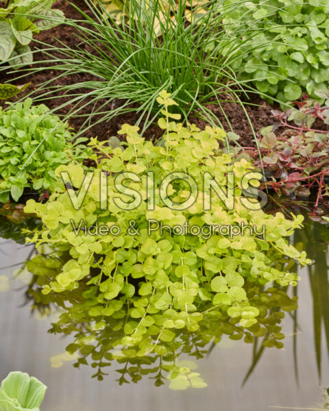 Lysimachia nummularia Aurea Lysimachia nummularia Aurea