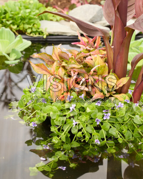 Tropische planten met Canna Tropische planten met Canna