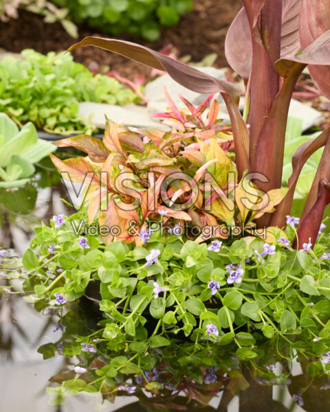 Tropical Canna Planter Tropical Canna Planter