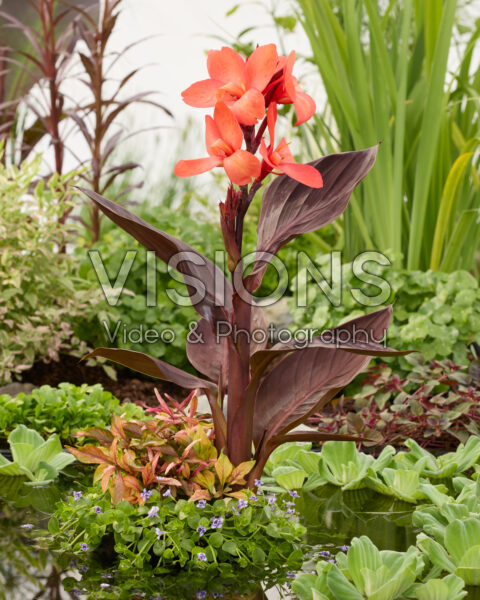 Tropische planten met Canna Tropische planten met Canna
