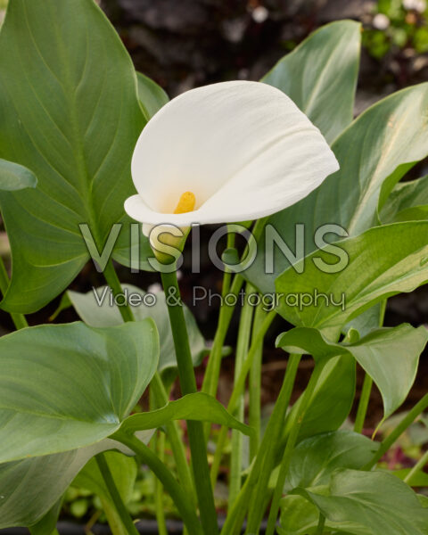 Zantedeschia aethiopica Zantedeschia aethiopica