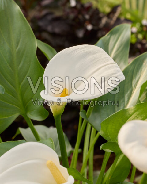 Zantedeschia aethiopica Zantedeschia aethiopica