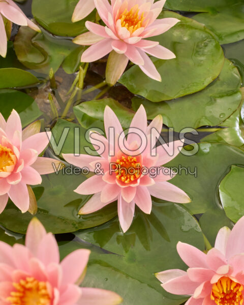 Nymphaea Colorado Nymphaea Colorado