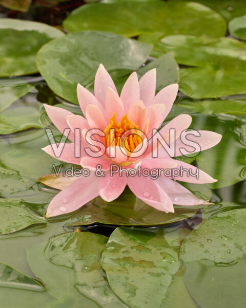 Nymphaea Colorado Nymphaea Colorado