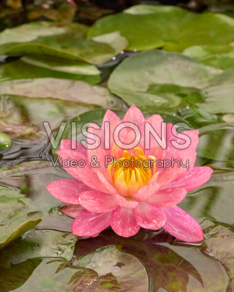 Nymphaea Wanvisa
