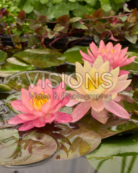 Nymphaea Wanvisa Nymphaea Wanvisa