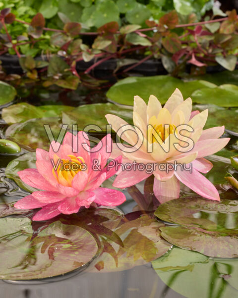 Nymphaea Wanvisa Nymphaea Wanvisa