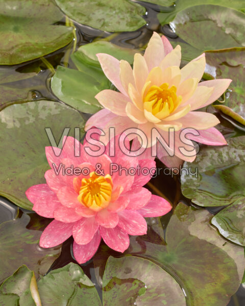 Nymphaea Wanvisa Nymphaea Wanvisa