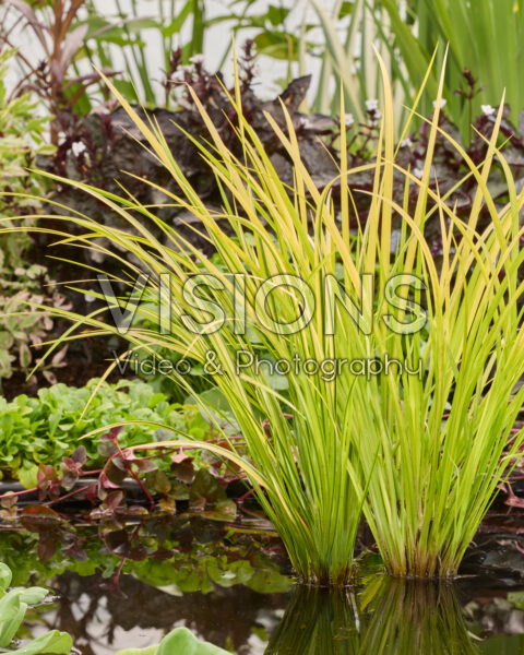 Acorus gramineus Ogon Acorus gramineus Ogon
