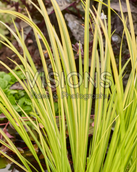 Acorus gramineus Ogon