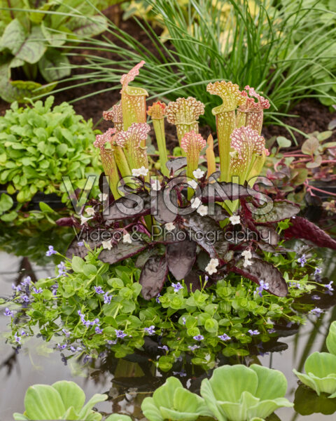 Carnivorous planter Carnivorous planter
