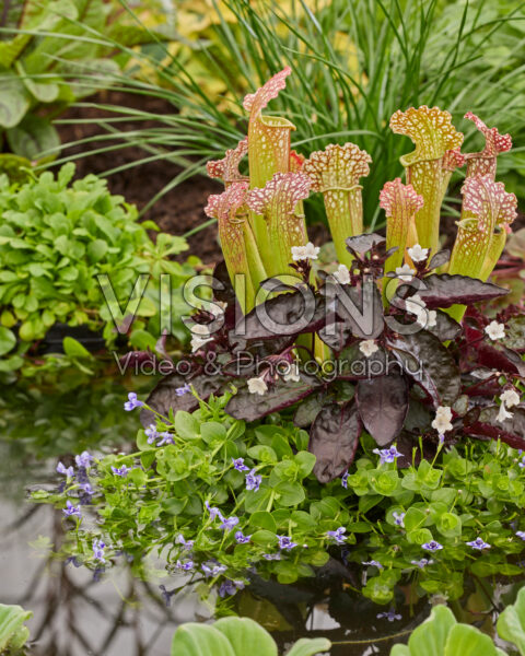 Carnivorous planter Carnivorous planter
