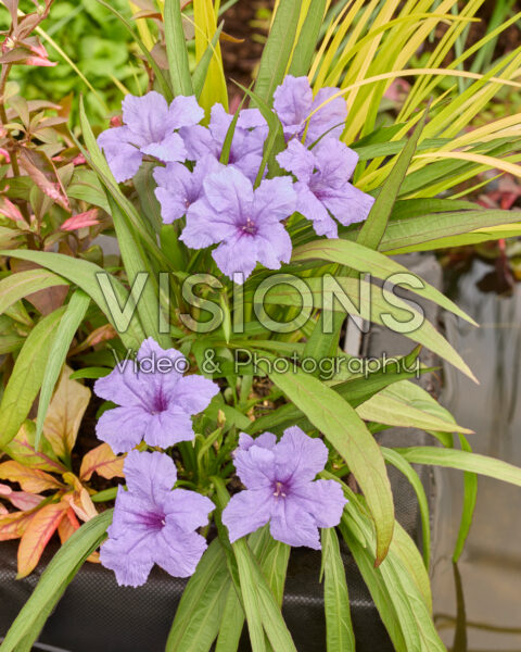 Marginal floating planter Marginal floating planter