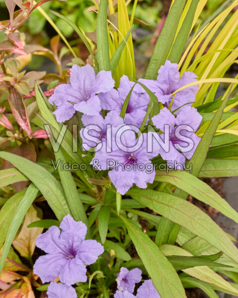 Ruellia brittoniana Katie Ruellia brittoniana Katie