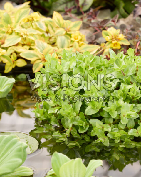 Bacopa caroliniana Bacopa caroliniana