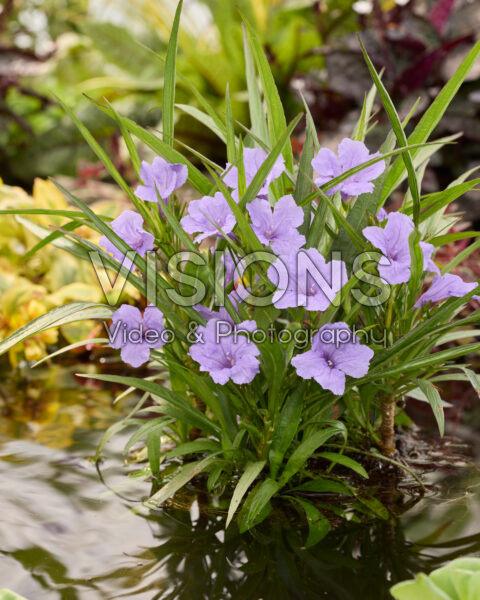 Ruellia brittoniana Katie Ruellia brittoniana Katie