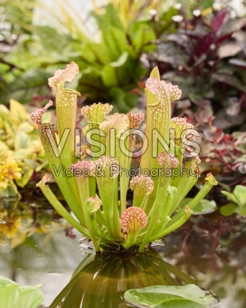 Sarracenia farnhamii Sarracenia farnhamii