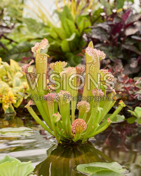Sarracenia farnhamii Sarracenia farnhamii