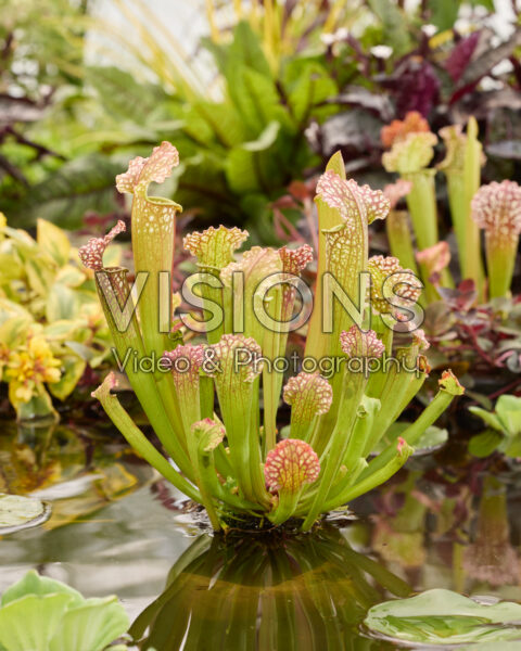 Sarracenia farnhamii Sarracenia farnhamii