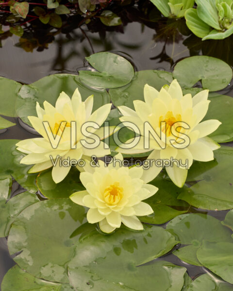 Nymphaea Joey Tomocik Nymphaea Joey Tomocik
