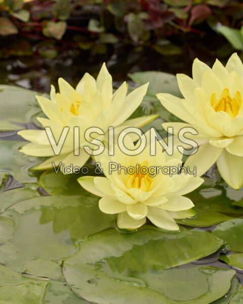Nymphaea Joey Tomocik Nymphaea Joey Tomocik