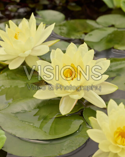 Nymphaea yellow Nymphaea yellow