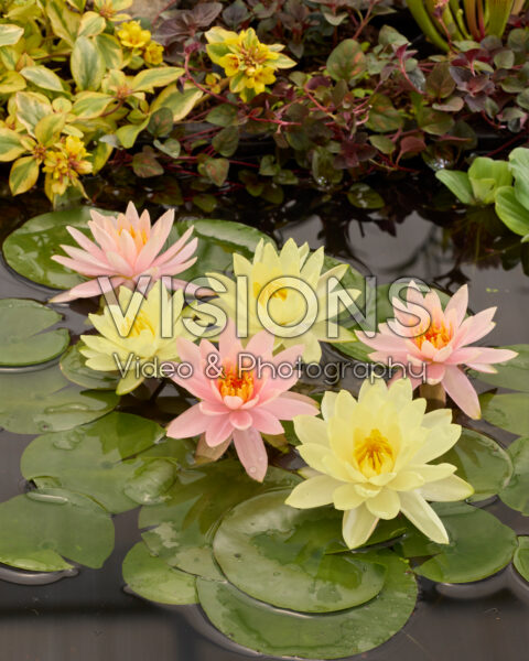Nymphaea mix Nymphaea mix