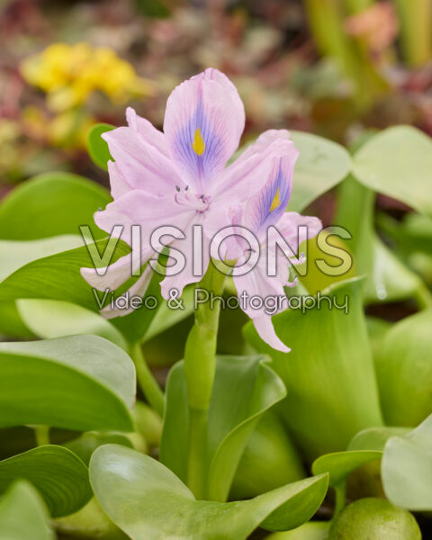 Eichhornia crassipes Eichhornia crassipes