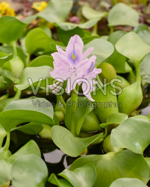 Eichhornia crassipes Eichhornia crassipes