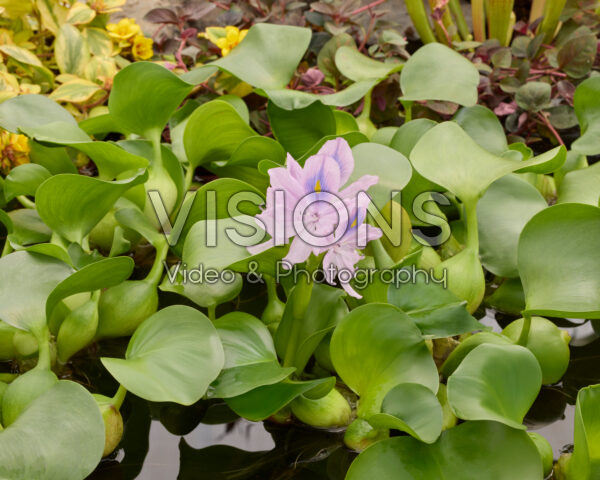 Eichhornia crassipes Eichhornia crassipes