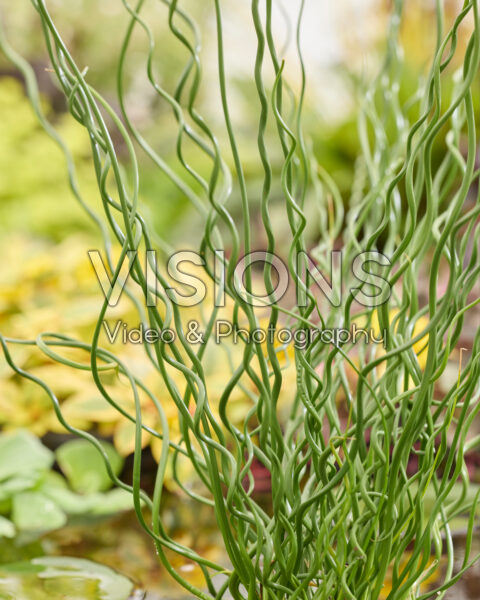 Juncus effusus Spiralis Juncus effusus Spiralis