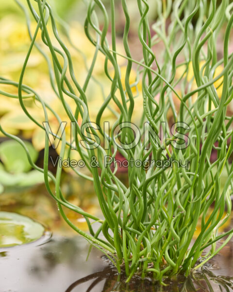 Juncus effusus Spiralis
