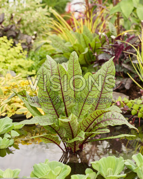 Rumex sanguineus Rumex sanguineus