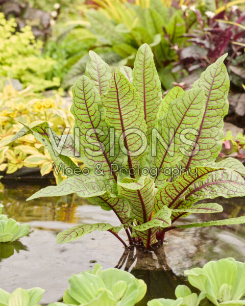 Rumex sanguineus Rumex sanguineus