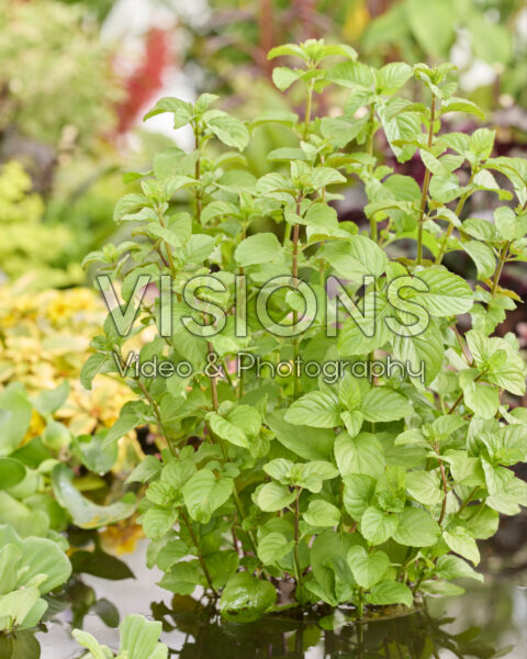 Mentha citrata Mentha citrata