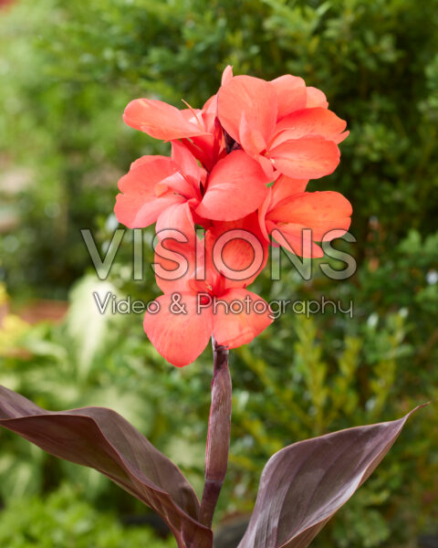 Canna CannaSun™ Theresa Canna CannaSun™ Theresa