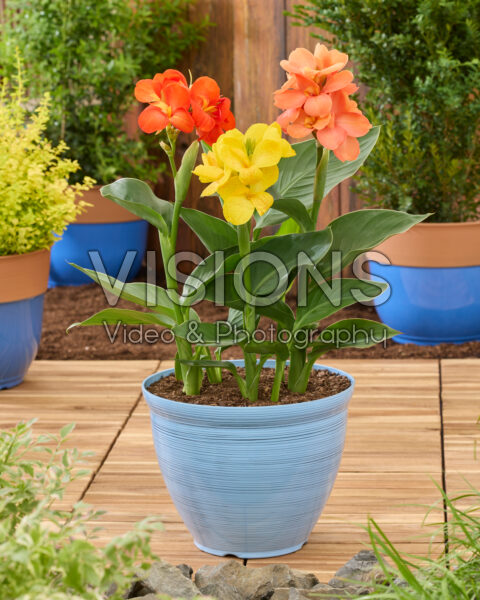 Canna CannaSun™ mix