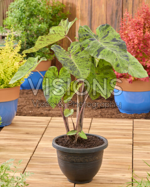 Colocasia esculenta Mojito