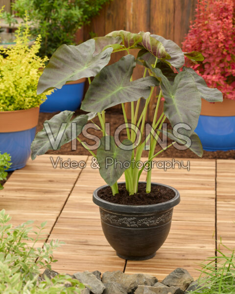Colocasia esculenta Aloha Colocasia esculenta Aloha