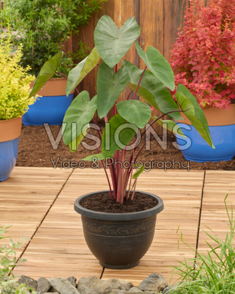 Colocasia esculenta Hawaiian Punch Colocasia esculenta Hawaiian Punch
