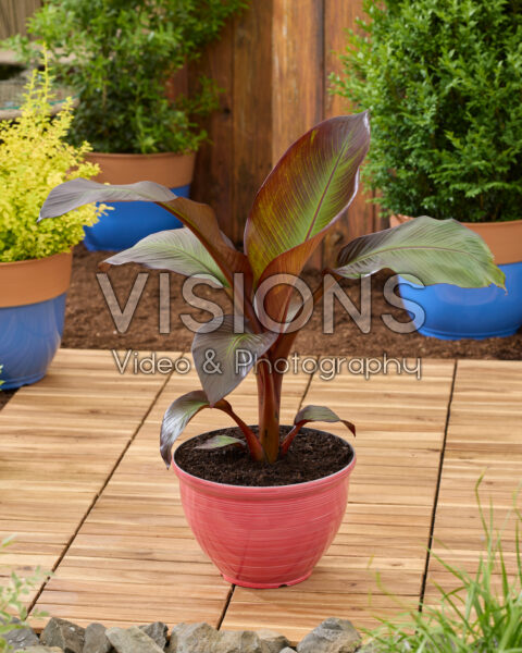 Ensete ventricosum Maurelli Ensete ventricosum Maurelli