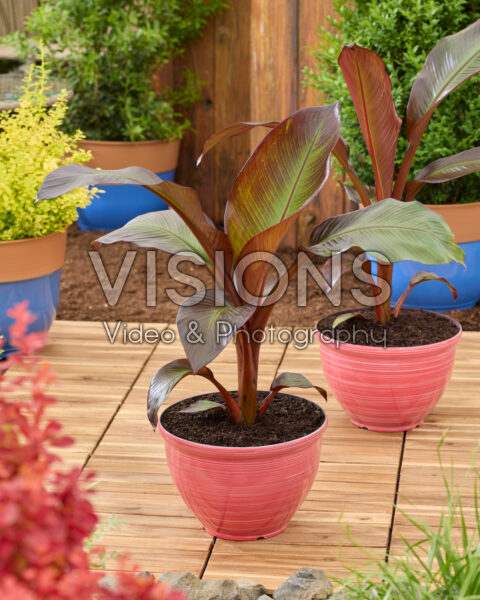 Ensete ventricosum Maurelli Ensete ventricosum Maurelli
