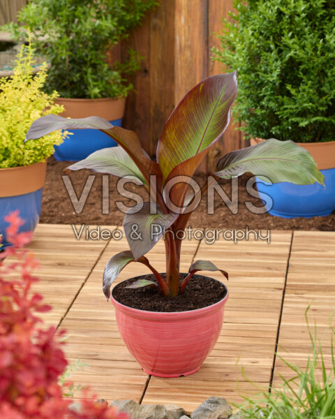 Ensete ventricosum Maurelli Ensete ventricosum Maurelli