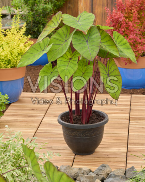 Colocasia esculenta Blue Hawaii Colocasia esculenta Blue Hawaii