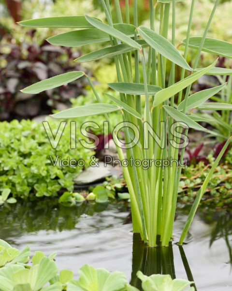 Thalia dealbata Thalia dealbata