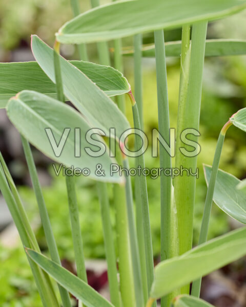 Thalia dealbata Thalia dealbata